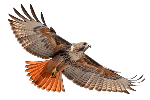 Front view, Red-tailed Hawk is spreading its wings and flying isolated on a transparent background png