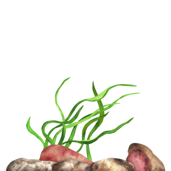 Pebbles and algae. River, lake, sea bottom. Sea clipart. Hand-drawn watercolor illustration png