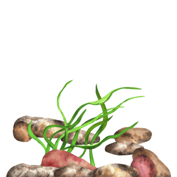 River stones and algae. River, lake, sea bottom. Sea clipart. Hand-drawn watercolor illustration png