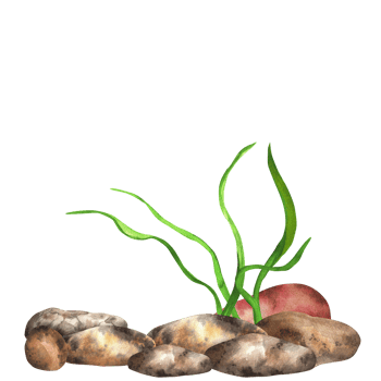 River stones and seaweed. River, lake, sea bottom. Fishing clipart. Hand-drawn watercolor illustration png