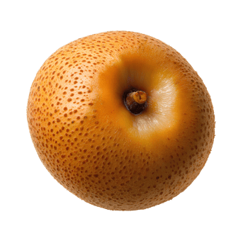 Manilkara zapota fruit . sapodilla, sapote, chicozapote, chicoo, chicle, naseberry, nispero, or soapapple fruit . Sapodilla png