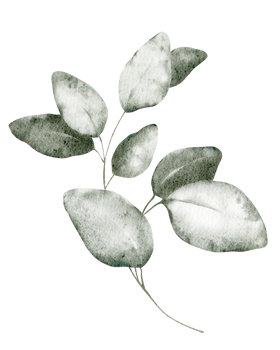 Watercolour eucalyptus leaves drawing on isolated background. Hand drawn clip art exotic illustration silhouettes branches plants. Botanical elements greenery foliage for icon or logo png