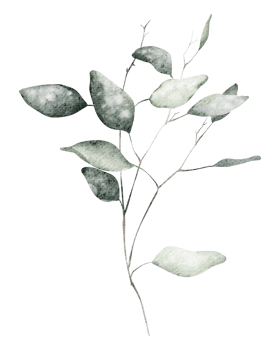 Watercolor eucalyptus leaves drawing on isolated background. Hand drawn clipart exotic illustration silhouettes branches plants. Botanical elements greenery foliage for icon or logo. png