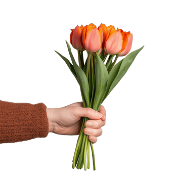 Hand Holding Vibrant Orange Tulips with Green Stems png