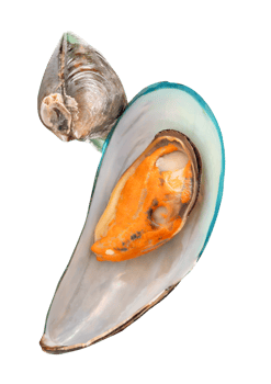 Front view of cooked or steamed green mussels in stack isolated with clipping path in file format png