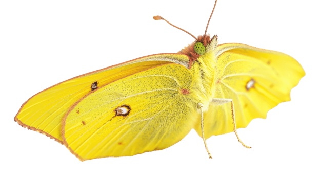 Bright yellow butterfly resting with delicate wings open, showcasing intricate patterns in natural light. png