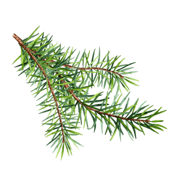 Little fir branch, hand drawn watercolor clip art. Spruse paws. Christmas decoration with Christmas tree branch, Clip art for Christmas decoration png