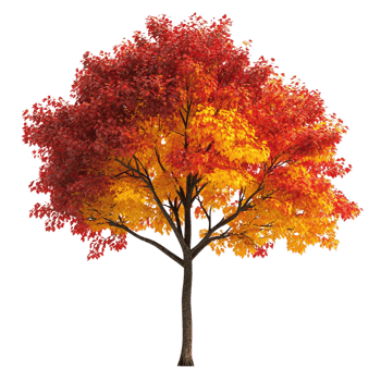 A tree with red and yellow leaves against a transparent background png