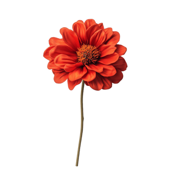 Captivating Vibrant Orange Flower with Elegant Petals png
