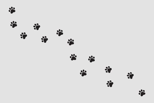 Paw with black and white colors . illustration vector