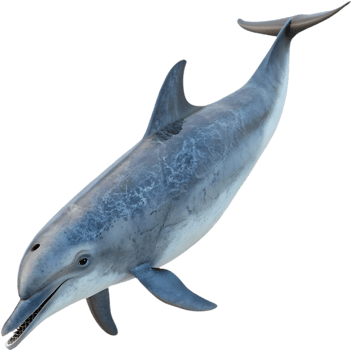 Cheerful Dolphin Swimming Playfully in Bright Vibrant Style. . png