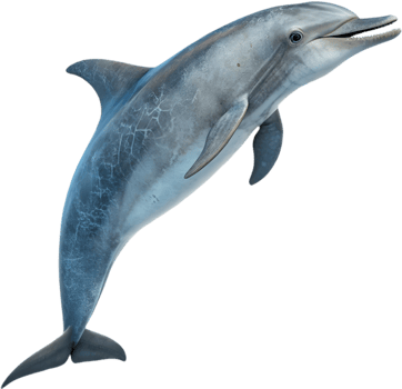 Bright Playful Dolphin Swimming in Cheerful Vibrant Clipart. . png
