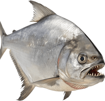 Fierce and Bold Piranha in Action Clipart Design. . png