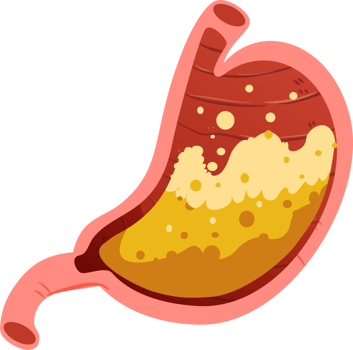 Digestive System Clipart png