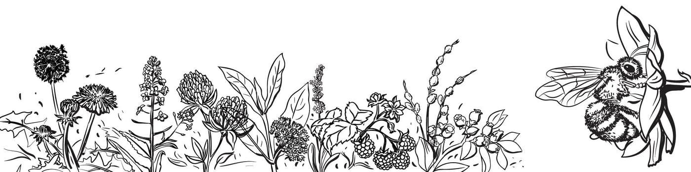 Bee with flower botanical illustration vector