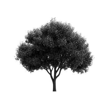 Black Silhouette of Large Leafy Tree png
