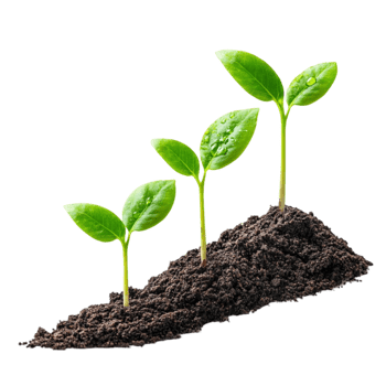 Three young plants growing in soil png