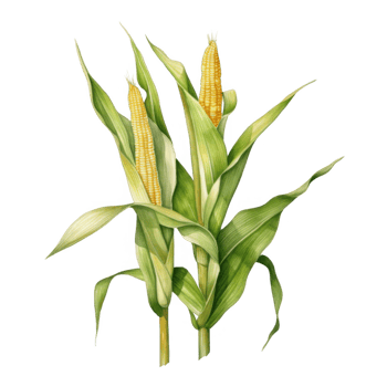 A botanical illustration of two maize plants, showcasing their stalks and ears of corn. png