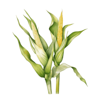 Two ears of corn, still in their husks, stand tall against a black background. png