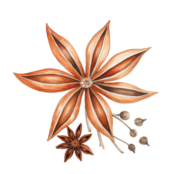 Watercolor Painting of Star Anise and Allspice Berries png
