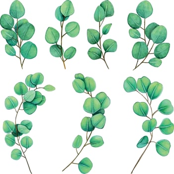 watercolor eucalyptus branches vector