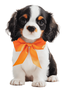 Puppy in orange bow in studio png