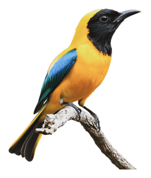 Colorful bird perched on a branch in nature png