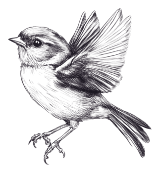 Bird in mid-flight gracefully spreading its wings png