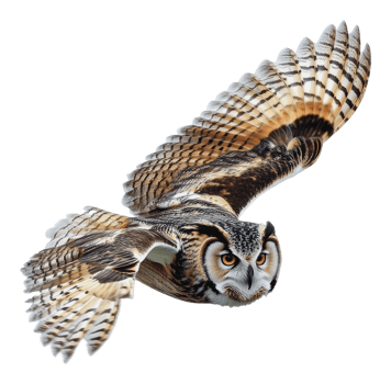 Majestic owl in flight against a white background png