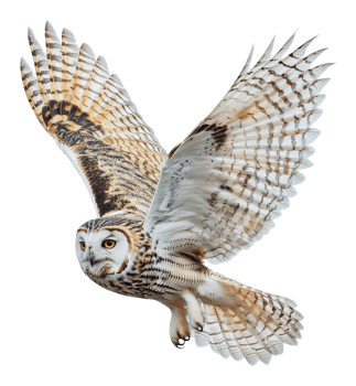 A snowy owl in flight against a white background png