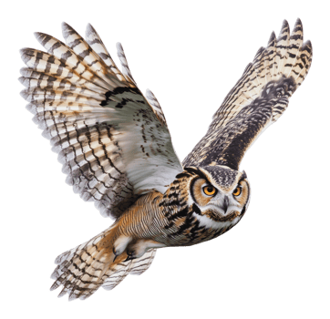 Majestic owl in flight over a forested landscape png