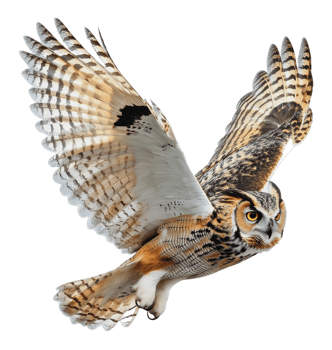 Owl soaring on white backdrop png