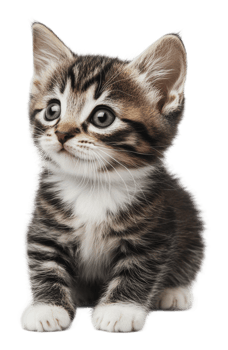 Adorable blue-eyed kitten sitting cutely png