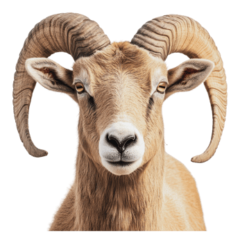 Majestic bighorn sheep with impressive horns png