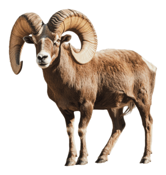 Impressive ram with curved horns in nature png