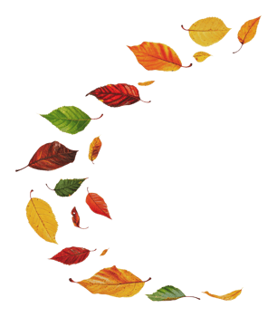 Autumn leaves swirling in a gentle breeze png