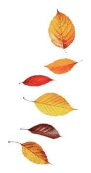 Vertical arrangement of autumn leaves png