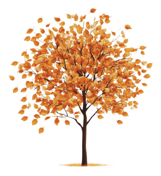 Beautiful autumn tree with vibrant orange leaves png
