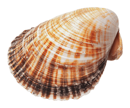 Beautifully patterned seashell found on a beach png