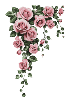 Beautiful pink roses with green leaves in design png