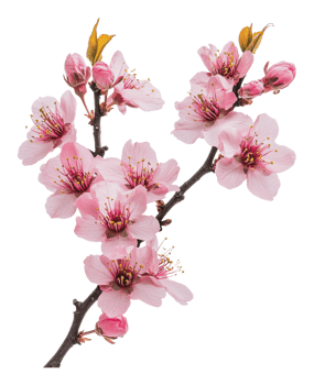 Blossom of cherry flowers against a white backdrop png