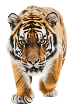 Majestic tiger prowling with intent in the wild png