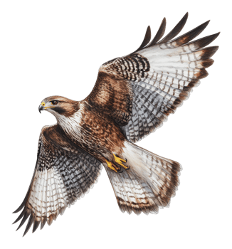 Hawk soaring gracefully in a clear blue sky png