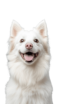 Happy White Dog Smiling with Tongue Out on Transparent Background png