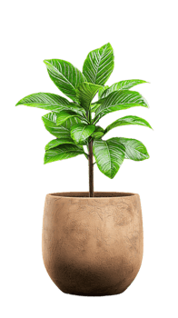Lush Green Potted Plant with Glossy Leaves on Transparent Background png