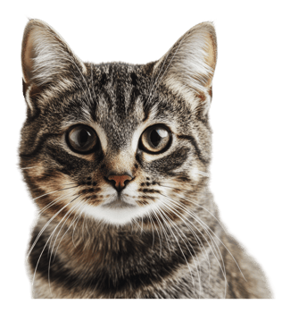 Adorable tabby cat with green eyes png