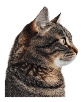 Close-up profile of a curious domestic cat png