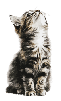 A young tabby cat looking curiously upwards png