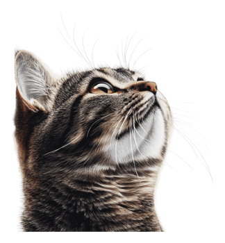 Curious cat looking upward with focused expression png