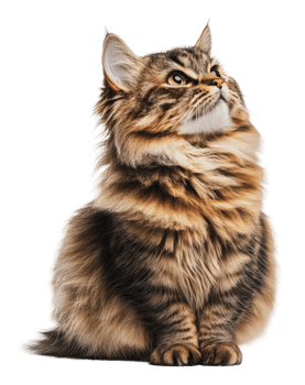 Fluffy Siberian cat on white backdrop png
